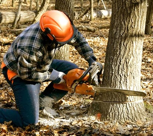 Tree Removal in Bay Port, MI
